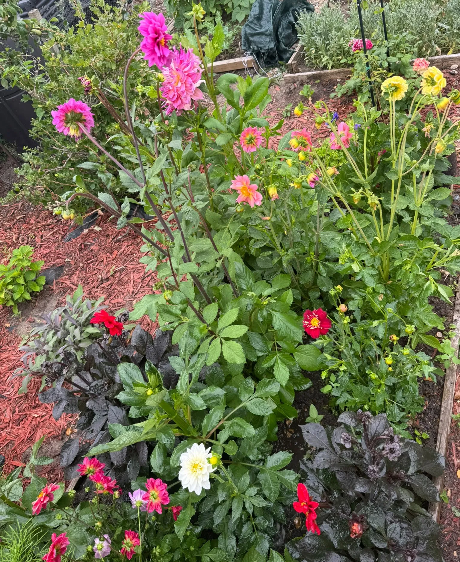 Flower Patch