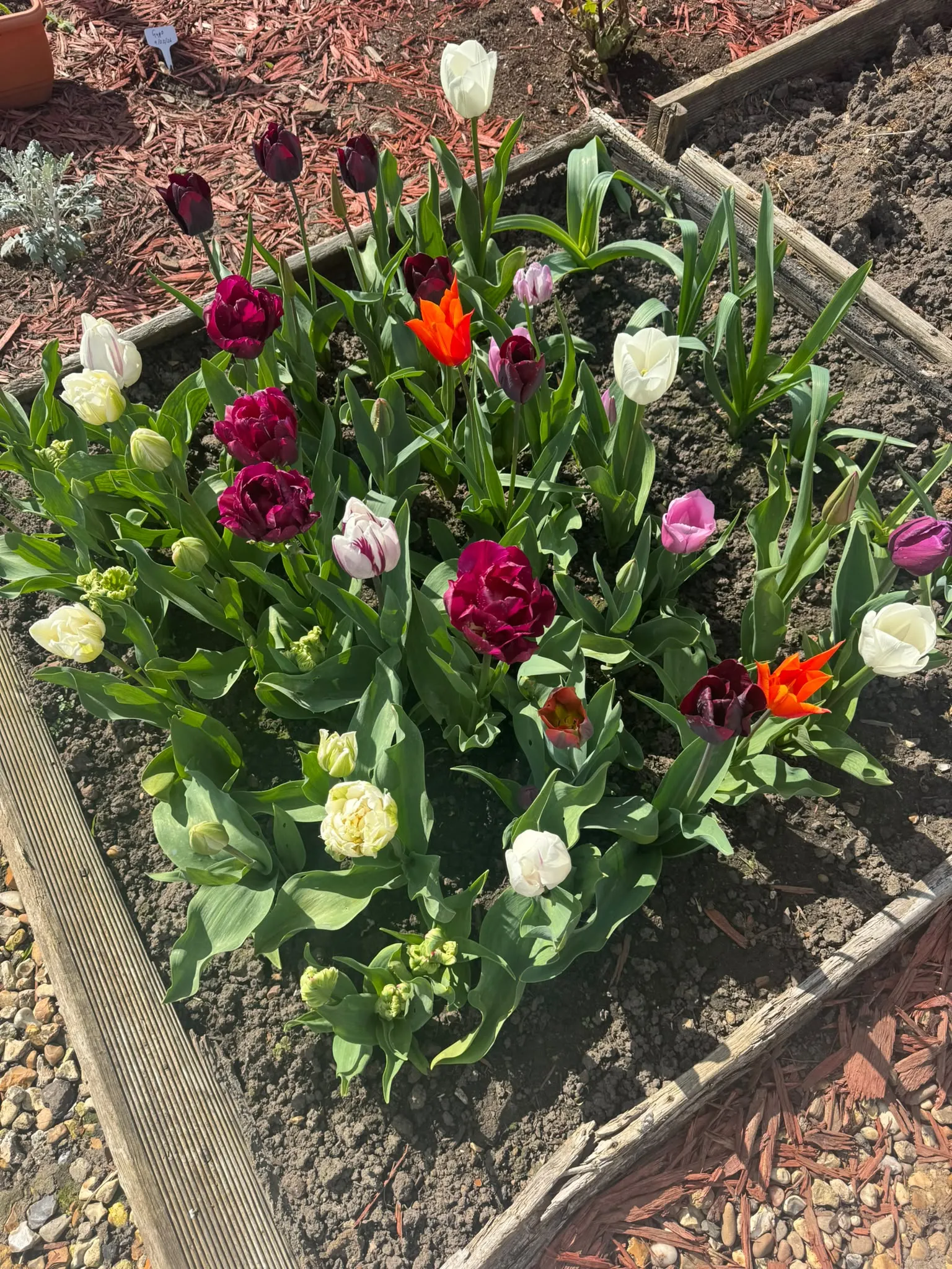 Image 15