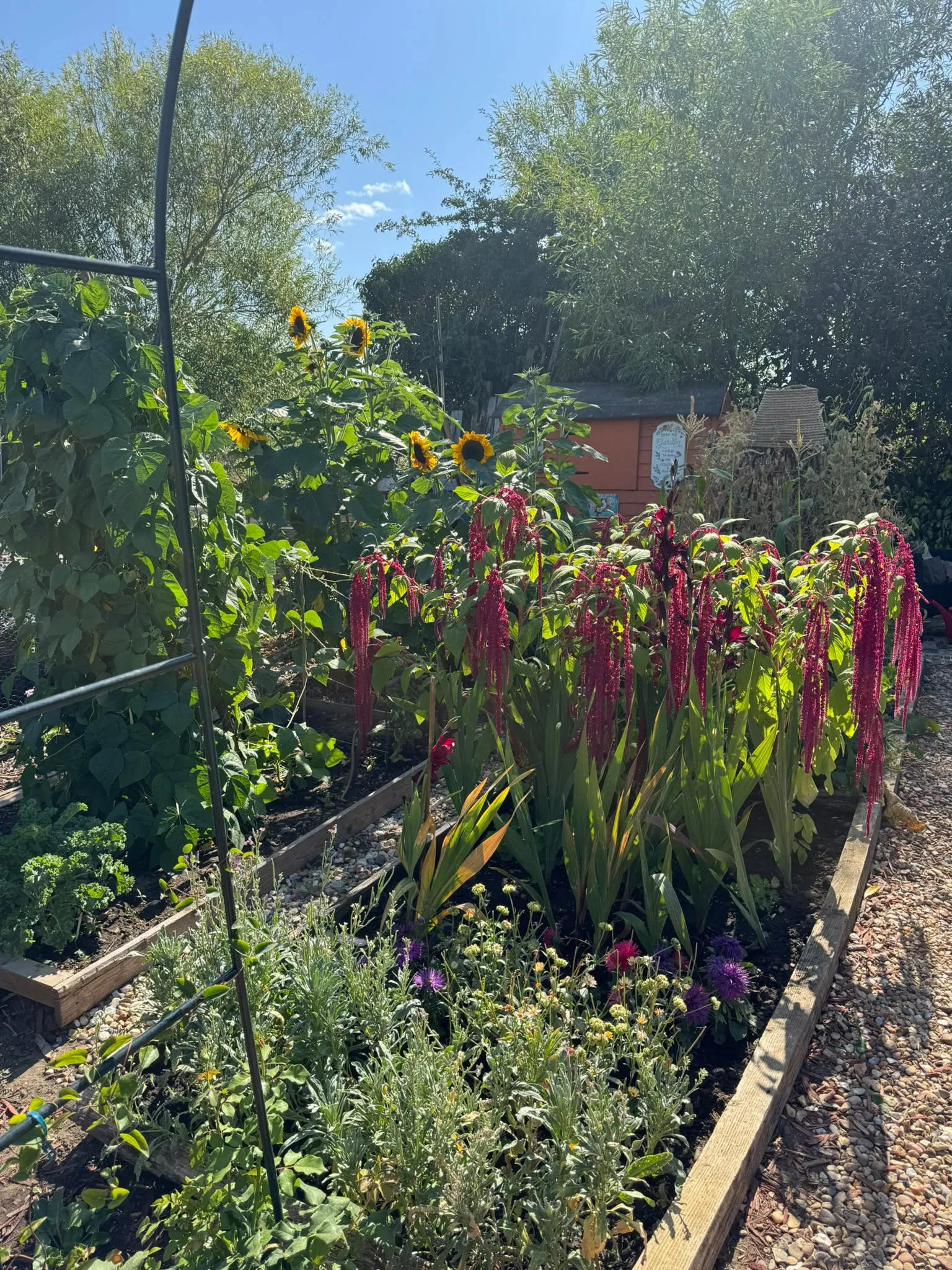 Aoife's Allotment
